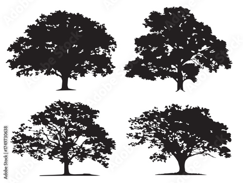 Walnut Tree Silhouette in Creative 2D Vector Line Art Illustration