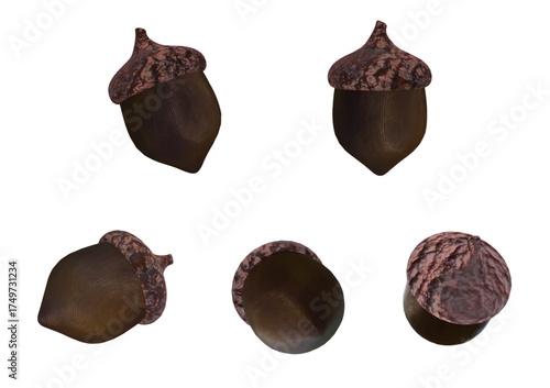 The five direction Acorns isolated vector objects created by 3D modeling for Christmas or Thanksgiving decoration.