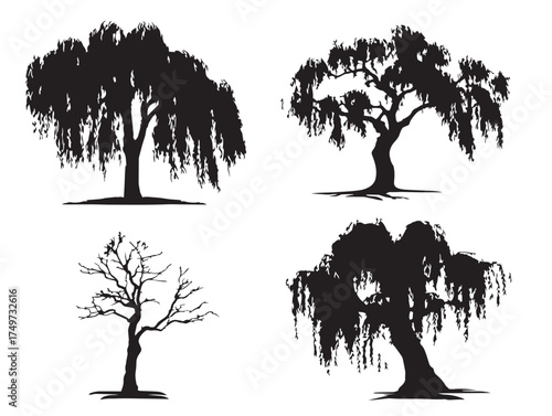 Willow Tree Detailed 2D Vector Line Art Illustration