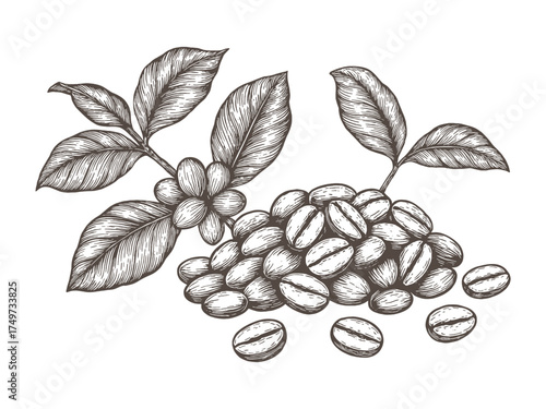 Detailed hand-drawn coffee beans and leaves illustration in vintage botanical style. Perfect for packaging, café branding, or label design.