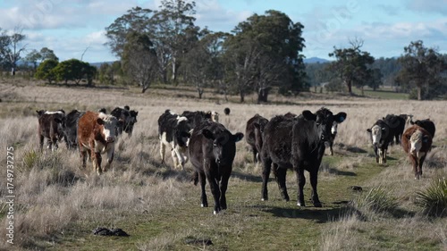 Wallpaper Mural Close up of Stud Beef bulls and cows grazing on grass in a field, in Australia. eating hay and silage. breeds include speckled park, murray grey, angus, brangus and wagyu.	
 Torontodigital.ca