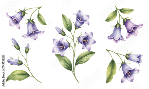 Watercolor bluebell flower set. Hand drawn elements for spring and summer floral designs