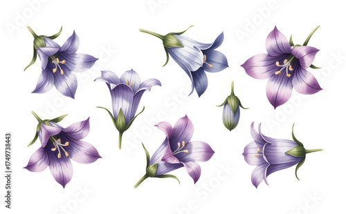 Watercolor bluebell flower set. Hand drawn elements for spring and summer floral designs