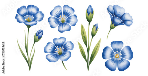 A set of watercolor blue flax flowers, buds, and green stems illustration. Vibrant floral botanical element collection