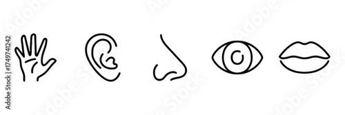 senses, human senses, hand, touch, ear, hearing, nose, smell, eye, sight, mouth, lips, taste, perception, body parts, human anatomy, outline, line art, icon, symbol, illustration, communication, aware