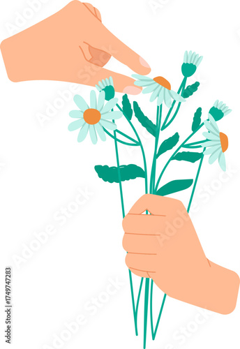 Hands holding and plucking daisy flowers bouquet