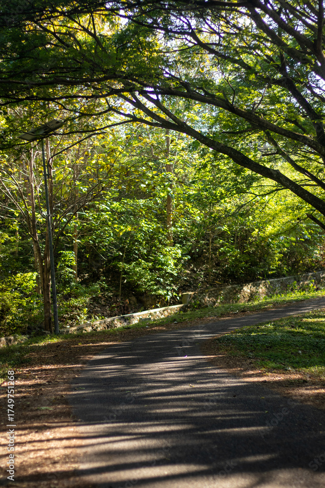 Fototapeta premium Sunlit Path Through Lush Green Forest