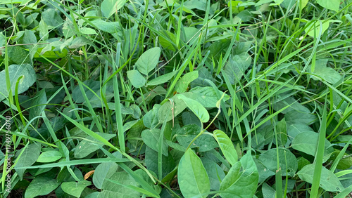 Detailed background texture of a dense wild meadow composed of mixed-species tall green grasses and various small, low-lying broadleaf plant foliage. Nature concept