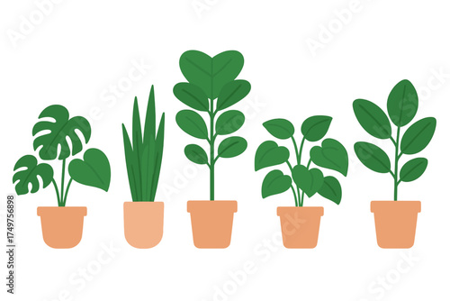 Five distinct green houseplants arranged in classic terracotta pots
