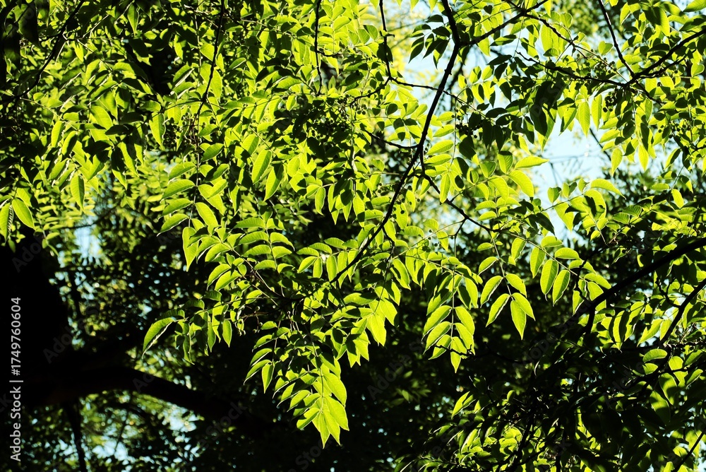 Fototapeta premium green foliage of fraxinus excelsior tree against sunlight