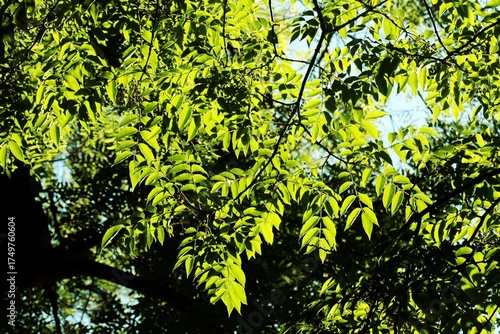 Photos green foliage of fraxinus excelsior tree against sunlight