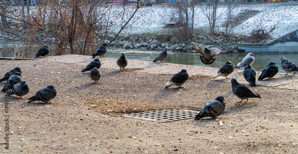 Fototapeta premium Group of pigeons resting and feeding on a riverside ground during a cold winter day with soft natural light.