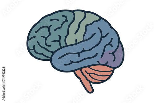Human brain side view with distinct colored lobes and cerebellum structure