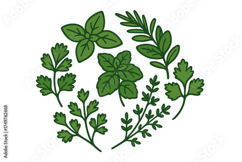 Assortment of culinary herb leaves including basil, parsley, and rosemary
