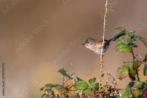 Obraz na plátně Dartford warbler (Curruca undata), Dunwich heat, Suffolk, UK
