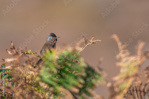 Fototapeta Dartford warbler (Curruca undata), Dunwich heat, Suffolk, UK