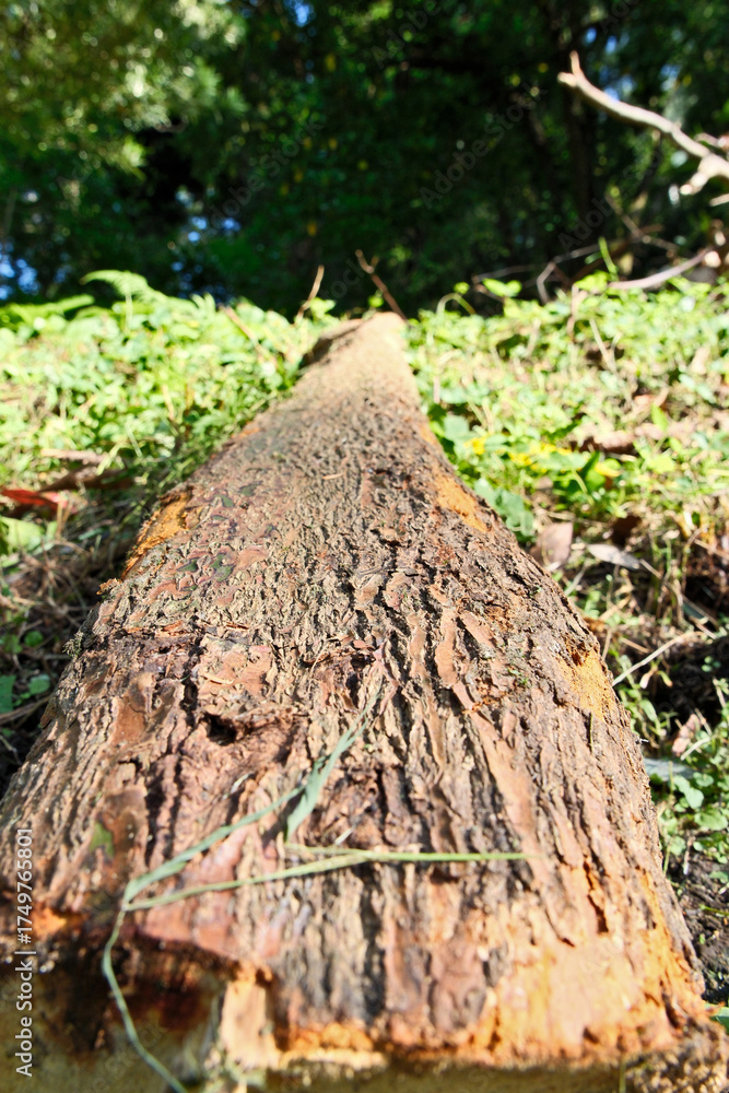 Obraz premium tree trunk in the forest, closeup of photo with shallow depth of field. Cut tree trunk in the forest, closeup of photo with selective focus