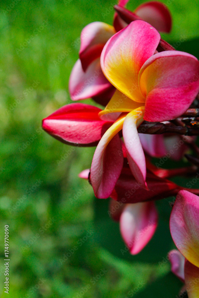 Fototapeta premium Susurros de color