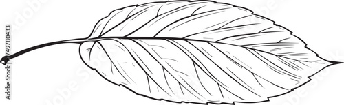a simple black and white line drawing of a leaf, in the style of vector art, with simple lines, a simple background, no shading