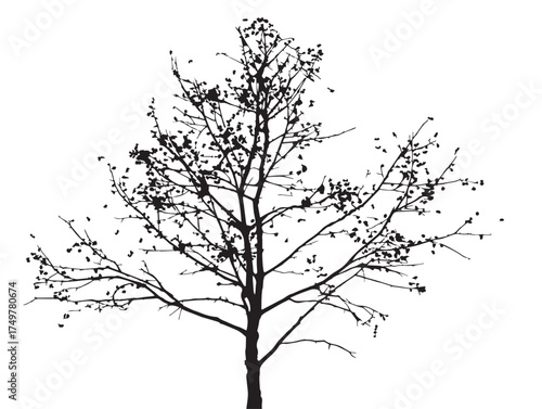 The Aspen Tree Silhouette Illustration in Elegant 2D Vector Line Art