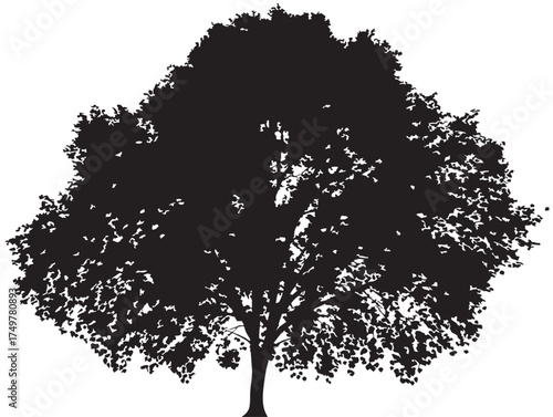 Beautiful Aspen Tree Design Rendered in Black and White 2D Vector Line Art