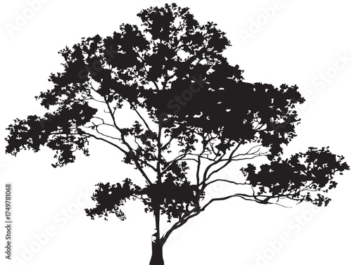 Graceful Aspen Tree Silhouette Created in Stylish 2D Vector Line Art