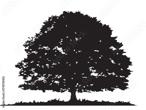 The Beech Tree Silhouette Illustration in Beautiful 2D Vector Line Art
