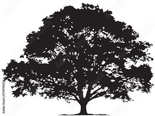 Elegant Beech Tree Design Rendered in Black and White 2D Vector Line Art