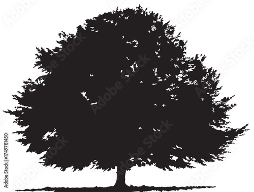 Graceful Beech Tree Silhouette Artwork Created in Stylish 2D Vector Line Art