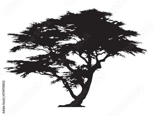 Artistic Cedar Tree Illustration Created in Detailed 2D Vector Line Art
