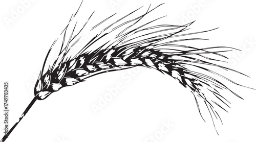 black and white line drawing of a wheat ear, vector illustration with simple lines on a white background, high resolution