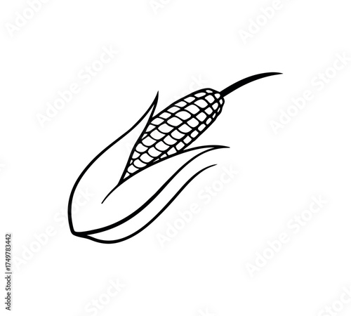 Corn line art vector, maize outline illustration, organic vegetable sketch, farm food drawing, natural agriculture design, botanical harvest element, black minimal contour, healthy plant art