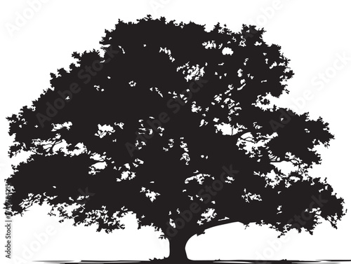 Beautiful Elm Tree Illustration for Botanical Art in 2D Vector Line Art