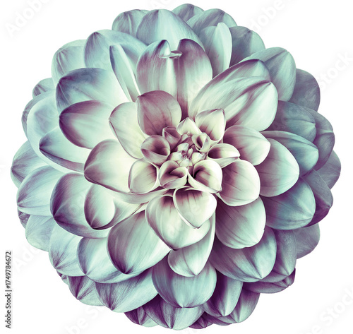 Dahlia flower. Flower isolated on the black background. Close-up. Nature.	