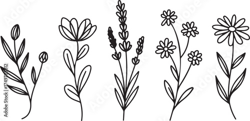 Botanical line art elements wildflowers leaves and stems simple black illustrations for minimalist nature themed graphics one thirty char