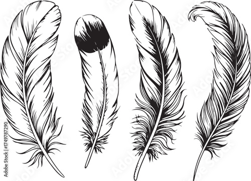 Collection of feather sketches in vintage style depicting plume textures and detailed line art for illustration of nature, vector art isolated
