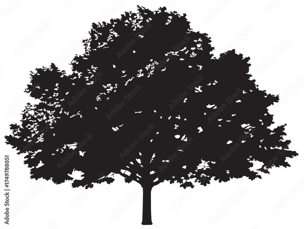Fototapeta premium Beautiful Maple Tree 2D Vector Line Art Drawing