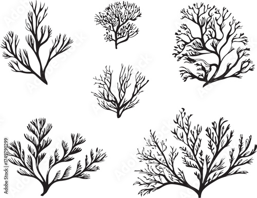 Coral seaweed silhouette underwater plants marine life ocean sea nature aquatic vector illustration graphic icon symbol design