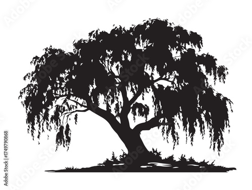 Elegant Willow Tree 2D Vector Line Art Drawing