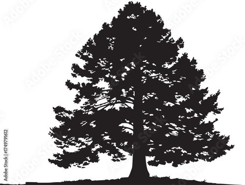 Towering Sequoia Tree 2D Vector Line Art Design
