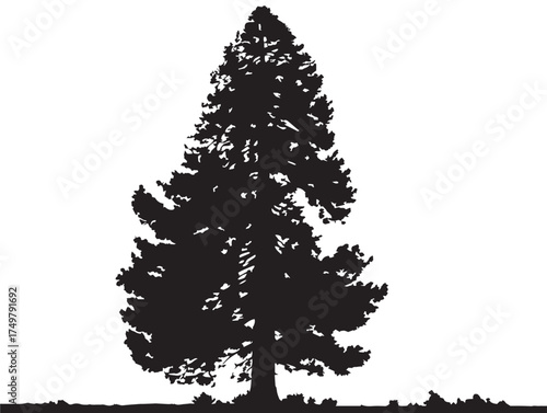 Majestic Sequoia Tree 2D Vector Line Art Drawing
