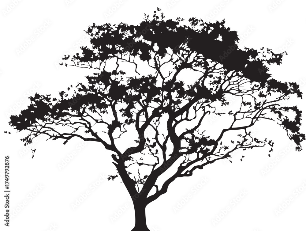 Fototapeta premium Elegant Silverwood Tree 2D Vector Line Art Drawing