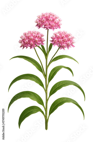 Narrow-leaved swamp milkweed featuring clusters of pink blooms.
