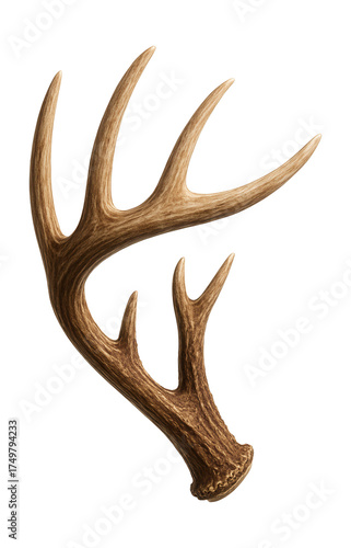 Multi-tined white-tailed deer antler with a rugged, textured finish.