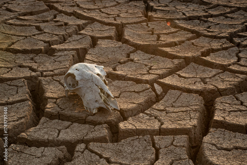 Weathered sheep skull lying in a parched wasteland area of cracked soil destroyed by climate changes actions