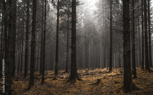 Dunkler und gefrorener Wald an einer Lichtung