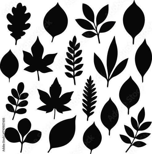 leaf, leaves, silhouette, black, nature, plant, foliage, organic, design, element, isolated, white background, autumn, fall, shape, pattern, graphic, illustration, botanical, tree, branch, collection,