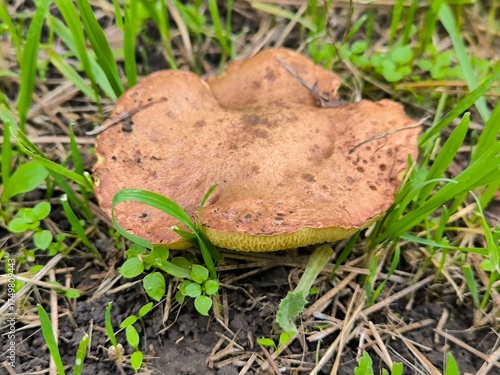 mushroom in the grass