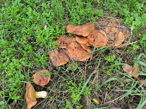 mushrooms in the forest