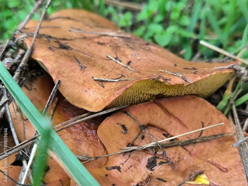 lizard in the forest